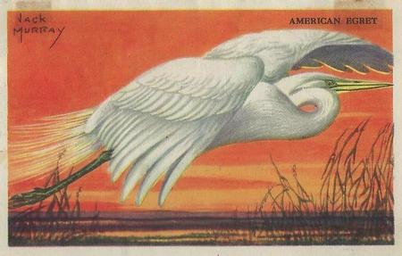 1950 Gordon's Bread Bird Pictures (D39-11) #NNO American Egret Front