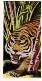1956 Dryfood Ltd Animals of the World #24 Tiger Front
