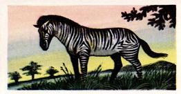 1956 Dryfood Ltd Animals of the World #40 Zebra Front