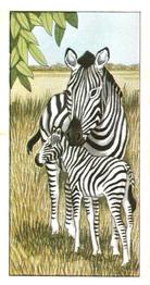 1964 Glengettie Tea Animals of the world #23 Zebra Front