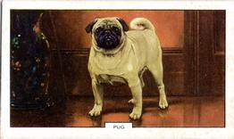 1938 Gallaher Dogs Series 2 #10 Pug Front