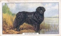 1938 Gallaher Dogs Series 2 #23 Newfoundland Front