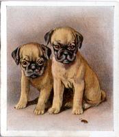 1936 Godfrey Phillips Our Puppies #4 The Pug Front