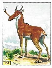 1992 Panini Prehistoric Animals Stickers #154 Synthetoceras Front