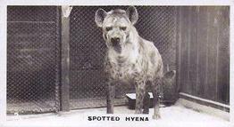 1927 Wills's Zoo #3 Spotted Hyena Front