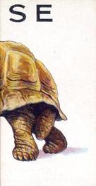 1934 Wills's Animalloys #39 Tortoise Front