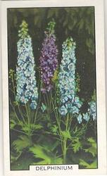 1938 Gallaher Garden Flowers #11 Delphinium Front