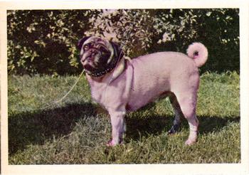 1957 Oak Manufacturing Premiere Dogs #NNO Pug Front