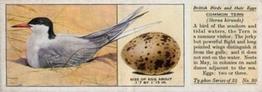 1936 Ty-phoo Tea British Birds and Their Eggs #20 Common Tern Front