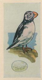 1958 Swettenhams Tea Birds and Their Eggs #18 Puffin Front