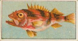 1912 Capstan Navy Cut Tobacco Fish of Australasia #2 Banded Sea Perch Front