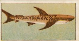 1912 Capstan Navy Cut Tobacco Fish of Australasia #4 Tiger Shark Front