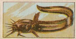 1912 Capstan Navy Cut Tobacco Fish of Australasia #7 Estuary Catfish Front