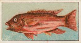 1912 Capstan Navy Cut Tobacco Fish of Australasia #8 Crimson Groper Front
