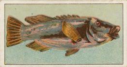 1912 Capstan Navy Cut Tobacco Fish of Australasia #10 Groper Front