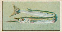 1912 Capstan Navy Cut Tobacco Fish of Australasia #12 Garfish Front