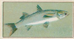 1912 Capstan Navy Cut Tobacco Fish of Australasia #13 Mullet Front