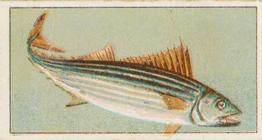 1912 Capstan Navy Cut Tobacco Fish of Australasia #15 Horse Mackerel Front