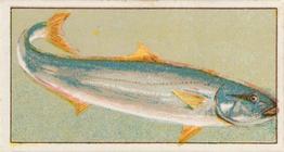 1912 Capstan Navy Cut Tobacco Fish of Australasia #16 Kingfish Front
