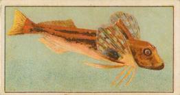 1912 Capstan Navy Cut Tobacco Fish of Australasia #17 Kumu Gurnard Front