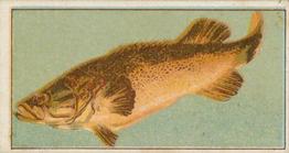 1912 Capstan Navy Cut Tobacco Fish of Australasia #19 Murray Cod Front