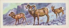 1963 Nabisco Sugar Daddy American Zoo Animals Series 1 #9 Bighorn Sheep Front