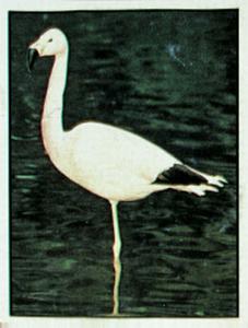 1986 Panini Threatened Animals Stickers #101 Andean Flamingo Front