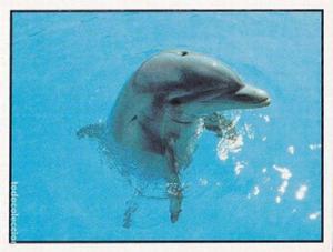 1986 Panini Threatened Animals Stickers #265 Bottle-Nosed Dolphin Front