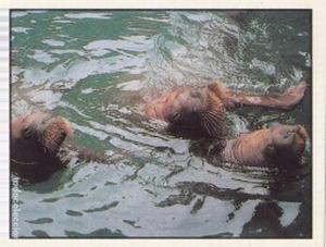 1986 Panini Threatened Animals Stickers #291 Walrus Front