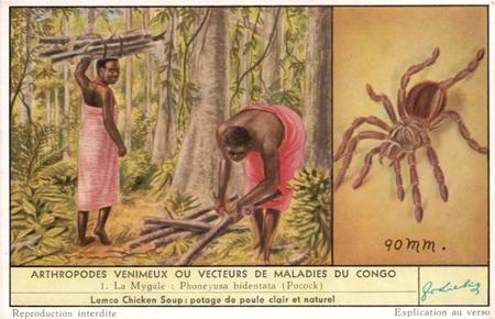 1956 Liebig Arthropodes venimeux au vecteurs de maladies du Congo (Harmful Insects of the Congo) (French Text) (F1635, S1637) #1 La Mygale Front