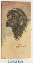 1924 Moustafa Leo Chambers Dogs Heads #38 Newfoundland Front