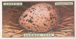 1926 Ogden's British Bird's Eggs (Cut-outs) #42 Common Tern Front