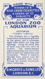 1928 Morris's At the London Zoo Aquarium #21 Octopus Back