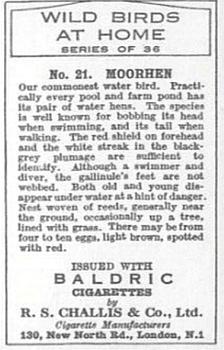 1935 Baldric Wild Birds at Home #21 Moorhen Back