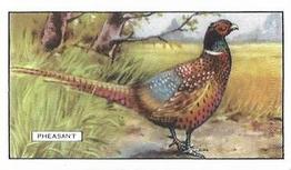1937 Gallaher British Birds #32 Pheasant Front