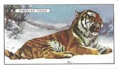 1937 Gallaher Wild Animals #5 Siberian Tiger Front