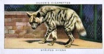 1937 Ogden's Zoo Studies #20 Striped Hyena Front