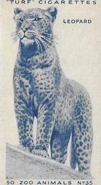 1954 Turf Zoo Animals #35 Leopard Front