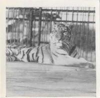 1955 Dryfood Zoo Animals #14 Tiger Front