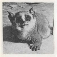 1955 Dryfood Zoo Animals #39 Bush Baby Front