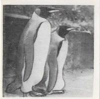1955 Dryfood Zoo Animals #41 Penguin Front