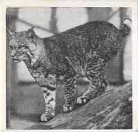 1955 Dryfood Zoo Animals #50 Bay Lynx Front