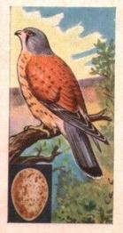 1961 Musgrave Brothers Tea Birds #16 Kestrel Front