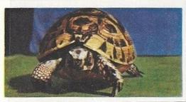 1961 Doctor Teas National Pets #3 Tortoise Front