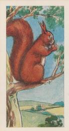 1966 Clover Dairies Animals & Reptiles #12 Red Squirrel Front