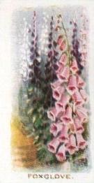 1936 Abdulla & Co. Old Favourites #10 Foxglove Front
