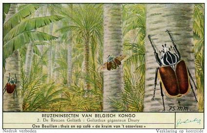 1956 Liebig Reuzeninsecten van Belgisch Kongo (Large Insects of the Belgian Congo) (Dutch Text) (F1644, S1644) #2 De Reuzen Goliath - Goliathus giganteus Drury Front