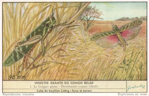 1956 Liebig Insectes geants de Congo Belge (Large Insects of the Belgian Congo) (French Text) (F1644, S1644) #1 Le Criquet geant : Ornithacris cyanea (Stoll) Front