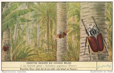 1956 Liebig Insectes geants de Congo Belge (Large Insects of the Belgian Congo) (French Text) (F1644, S1644) #2 Le Goliath geant : Goliathus giganteus (Drury) Front