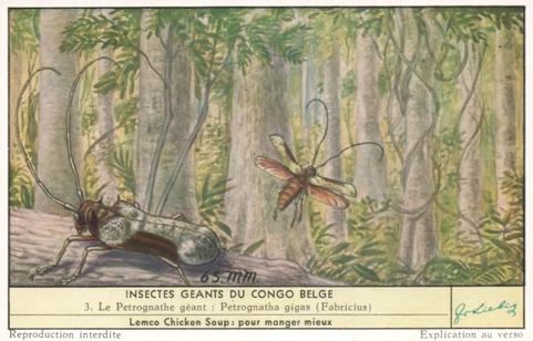 1956 Liebig Insectes geants de Congo Belge (Large Insects of the Belgian Congo) (French Text) (F1644, S1644) #3 Le Petrognathe geant : Petrognatha gigas (Fabricius) Front